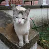 Leann Boyer - @minnie204216 - TikTok