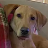 leannefields - @leannefields - TikTok