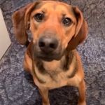 Emma LeAnn Glover - @emmatherhodesianridgeback - Instagram