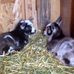 LeAnn Jorgensen - Facebook