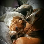 Leann Robinson - @shirley_basset_and_colin_ - Instagram