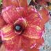 Leanne Schroeder - Facebook
