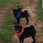 leann mapley-sims - @the3puglies - Instagram