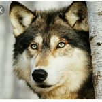 Leann Orman - @leann_wolf_lover - Instagram