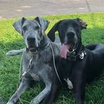 Leanna Mullis Wright - @harleydoo03 - Instagram