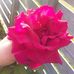 Leanne Atkinson - Facebook