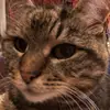 Leanne Best - @farminggirl1 - TikTok