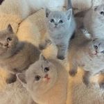 Leanne Bryson - @cutezykitties - Instagram