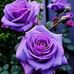 Leanne Dolliver - Facebook