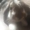 leannedollen1 - @speedy_konijn - TikTok