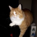 leanne donovan - @chester_my_cat - Instagram