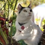 Leanne Ferreira - @dexter.the.girl.cat - Instagram