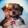 livit puppy lover 96 - @leanneferreira3 - TikTok