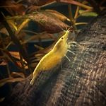 @leanne_fishshrimpkeeping - Instagram
