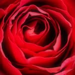 Leanne Forster - @leanne_g.angel_photography - Instagram