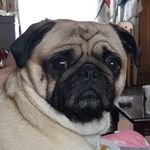 Leanne Franks - @leannefranks8652 - Instagram