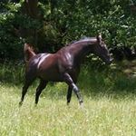 Leanne Franklin - @lea.equineroyale - Instagram