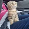 leannegoddard740 - @leannegoddard740 - TikTok