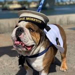 Leanne Hawkins - @lifeofhankthebulldog - Instagram