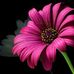 Leanne Henson - Facebook