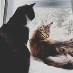 Leanne Titus Hutchison - @leanne_hutchison - Instagram
