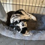 Leanne Langley - @leannes_bunnyboarding - Instagram