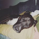 Leanne Leach - @gizmosmum80 - Instagram
