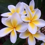 ℒℯ𝒶𝓃𝓃ℯ  ℒℴ𝓉𝓉 - @frangipaniobsession - Instagram