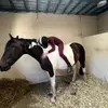 leannestevens604 - @leanne.stevens1 - TikTok