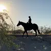 Leanne Wildman - @lmw_horsemanship - TikTok