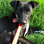 Leanne willis - @animalblog - Instagram