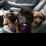 Teddy + Frankie + Eleanor - @kc_roosevelt_trio - Instagram
