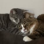 Winston + Franklin + Eleanor - @tabbies.in.la - Instagram