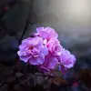trái vải - @lechipham97 - TikTok