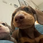 Lee Aaron - @aaronlee968 - Instagram