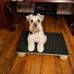 Lee Lee Alston - Facebook