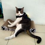 LOGAN LEE 😾|| LOOWI ASHBURN 🐱|| LILO TORTOISE😺 - @jellyisbeans - Instagram