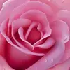 Leea Than - @leea.than - TikTok