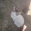 lesleeayers2 - @lesleeayers2 - TikTok
