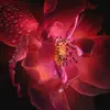 Brynlee - @brynleebarela - TikTok