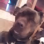 BLAYZE LEE BECKMAN - @im.cutee.pup - Instagram