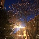 Lee Savio Beers - @leesaviobeers - Instagram