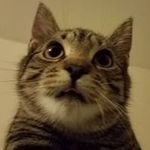 Lee Bello - @bello2798 - Instagram