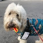 Kyle Lee Benner - @ozzie_dogborn - Instagram