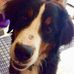 Geddy Lee the Berner - Facebook