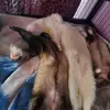 mayleebernier - @compte.furets - TikTok