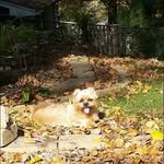 Henry Lee Murphy Bevins - @makehankgreatagain - Instagram