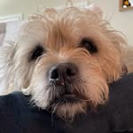 Lee Bieber - @leebieber5 - Instagram