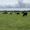 Lee Bigham - @lee62691 - TikTok