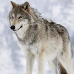 Lee Bingham - @lee.bingham.169 - Instagram